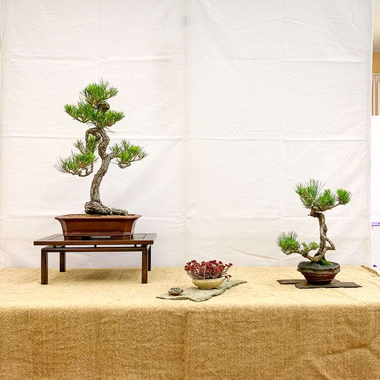 加州第58届盆景年度展览 图片