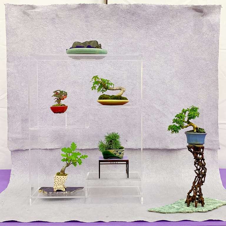 加州第58届盆景年度展览 图片