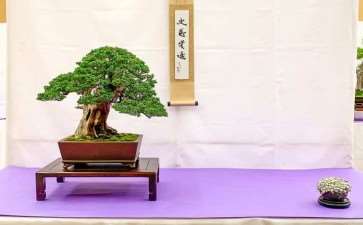 加州第58届盆景年度展览 图片