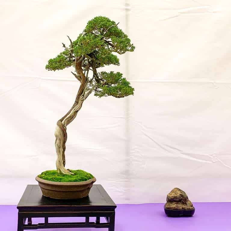 加州第58届盆景年度展览 图片