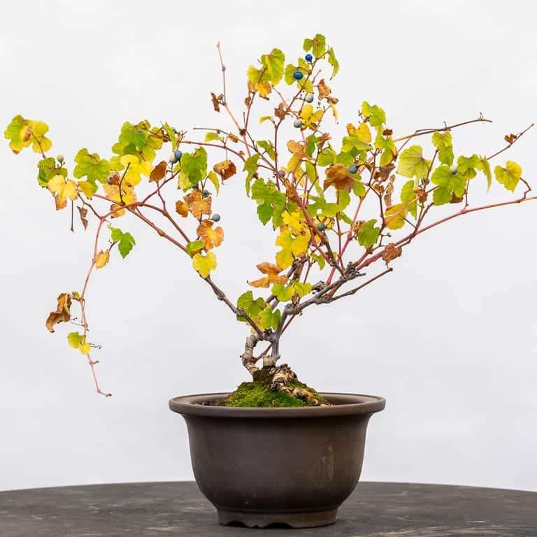 秋季怎么修剪盆景落叶的5个方法 图片