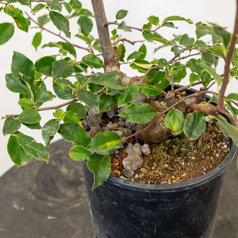 秋季怎么修剪盆景落叶的5个方法 图片