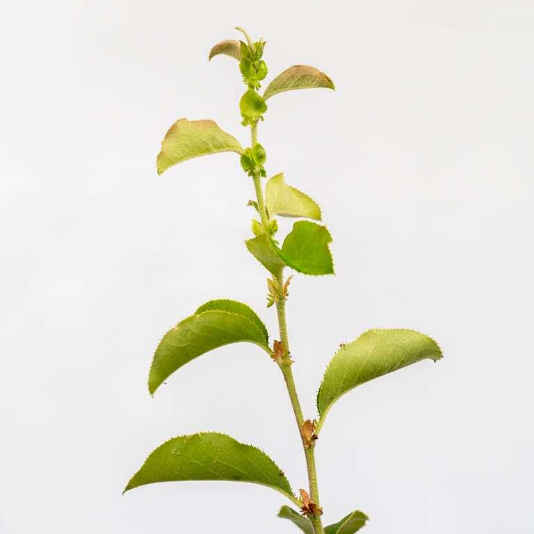 秋季怎么修剪盆景落叶的5个方法 图片