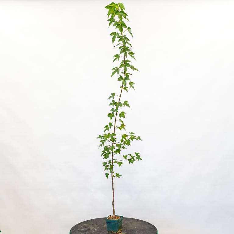 秋季怎么修剪盆景落叶的5个方法 图片