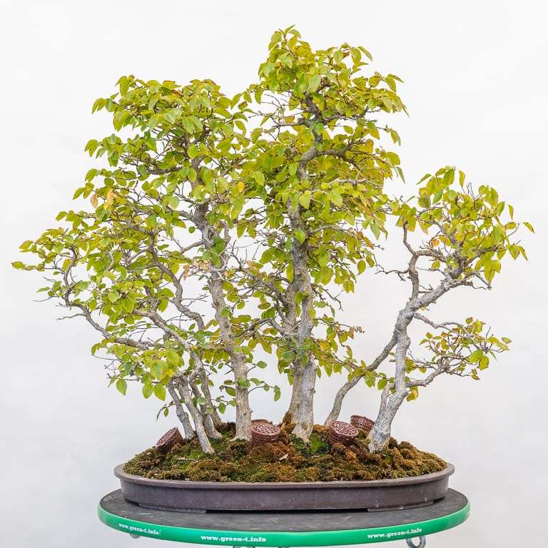 秋季怎么修剪盆景落叶的5个方法 图片