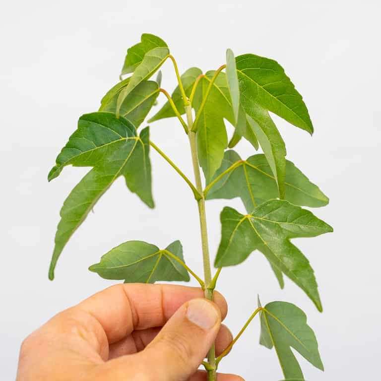 秋季怎么修剪盆景落叶的5个方法 图片