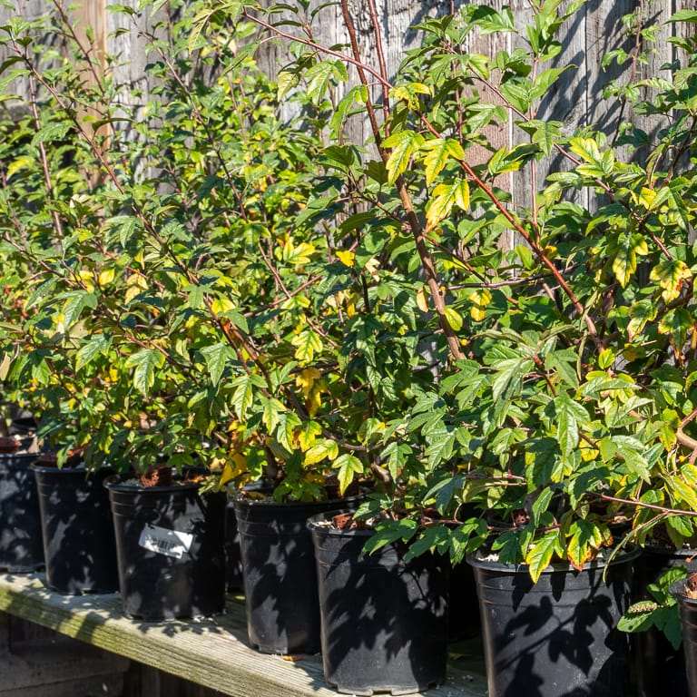 秋季怎么修剪盆景落叶的5个方法 图片