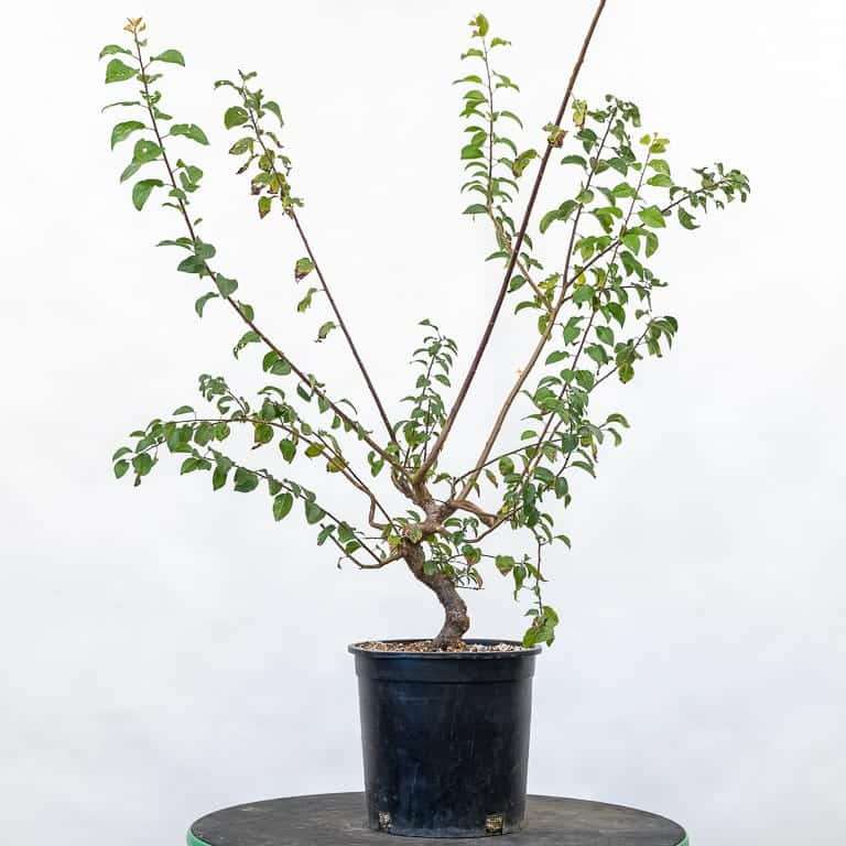 老外修剪日本李子盆景 前后对比 图片