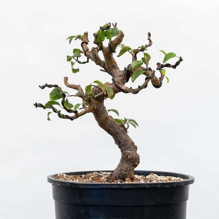 老外修剪日本李子盆景 前后对比 图片