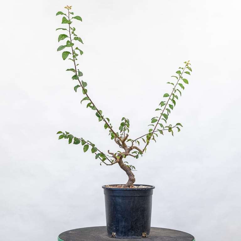 老外修剪日本李子盆景 前后对比 图片