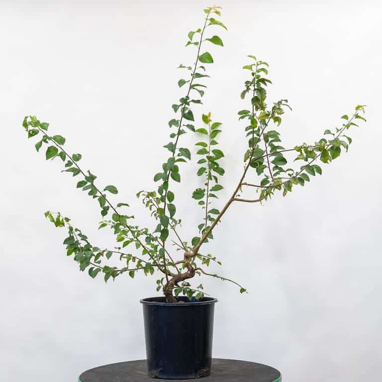 老外修剪日本李子盆景 前后对比 图片