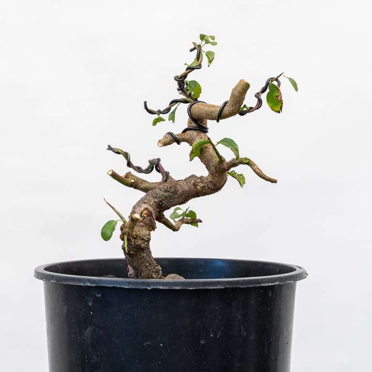 老外修剪日本李子盆景 前后对比 图片