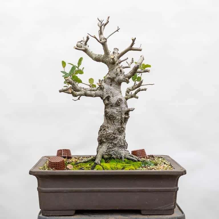 橡树盆景