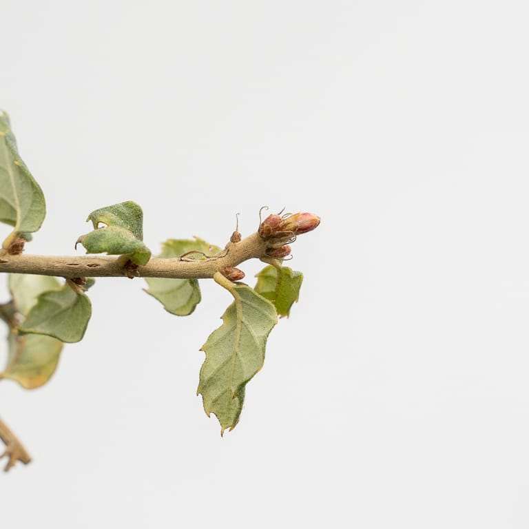 老外修剪软木橡树盆景 前后 对比图片