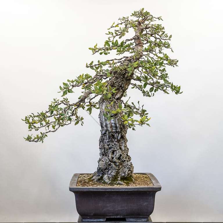 老外修剪软木橡树盆景 前后 对比图片