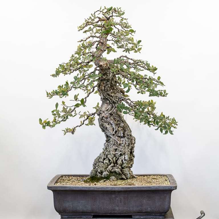 老外修剪软木橡树盆景 前后 对比图片