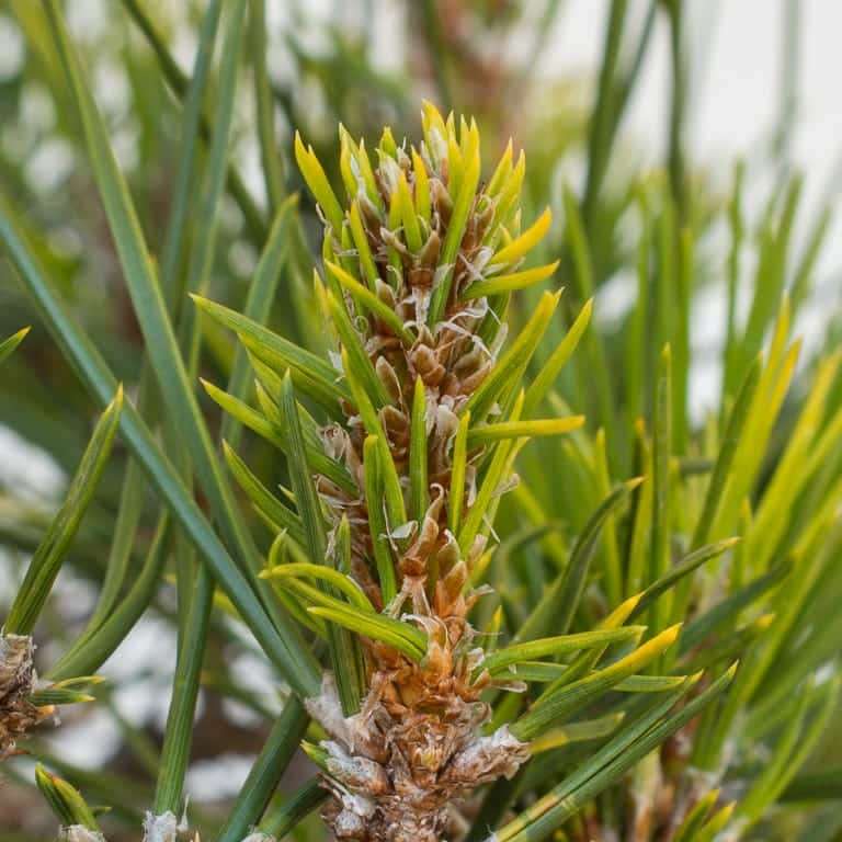 黑松和红松盆景根腐病的诊断