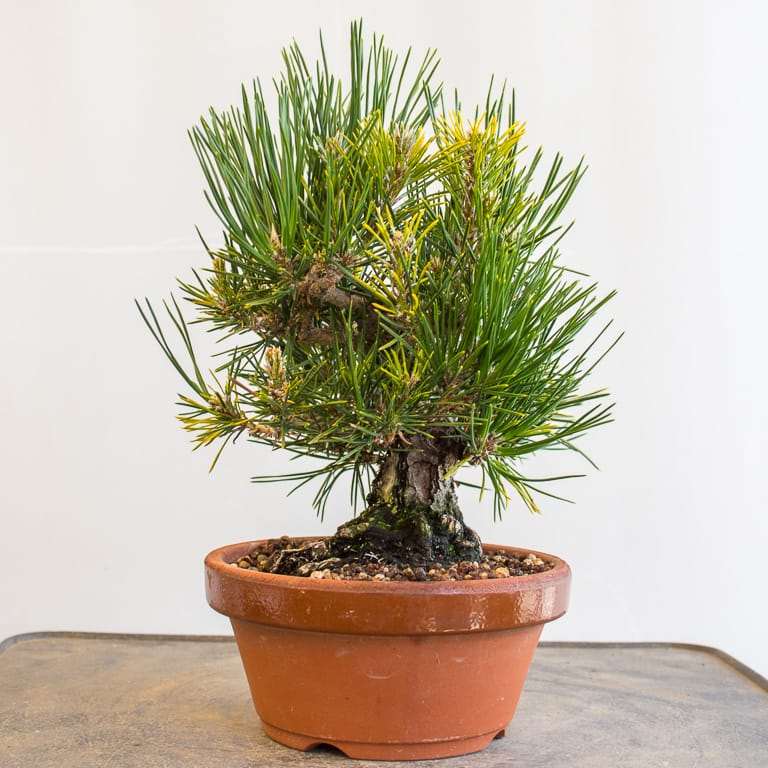 黑松和红松盆景根腐病的诊断