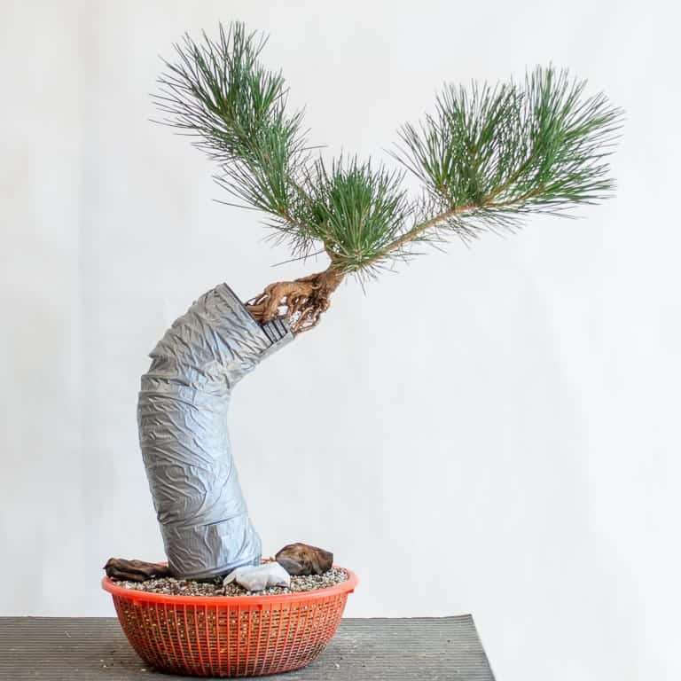 图片 露根黑松盆景枝条怎么修剪的11个步骤