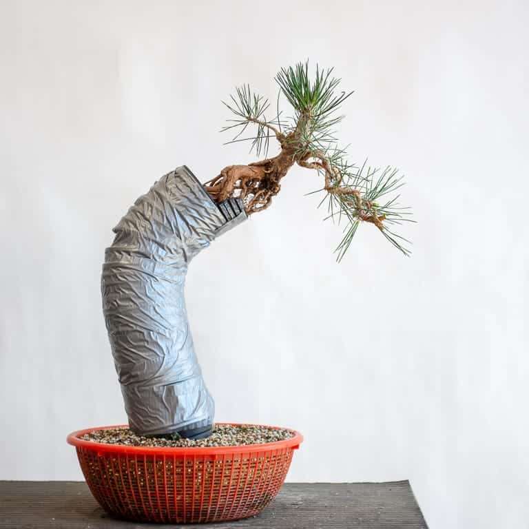 图片 露根黑松盆景枝条怎么修剪的11个步骤