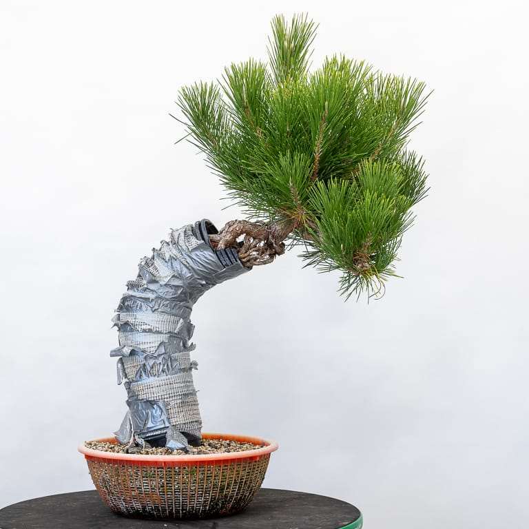 图片 露根黑松盆景枝条怎么修剪的11个步骤
