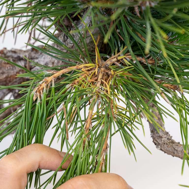 图片 露根黑松盆景枝条怎么修剪的11个步骤