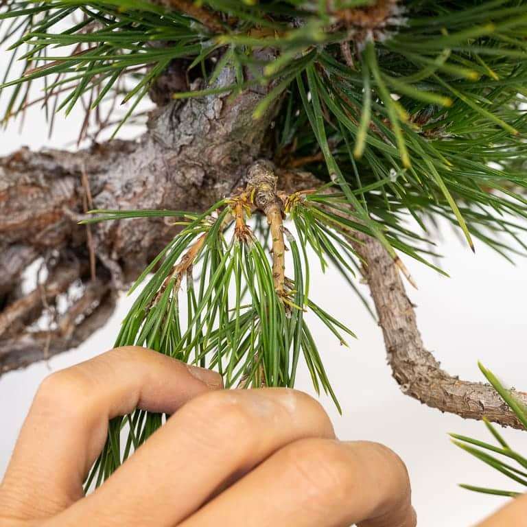 图片 露根黑松盆景枝条怎么修剪的11个步骤