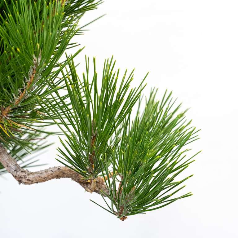 图片 露根黑松盆景枝条怎么修剪的11个步骤