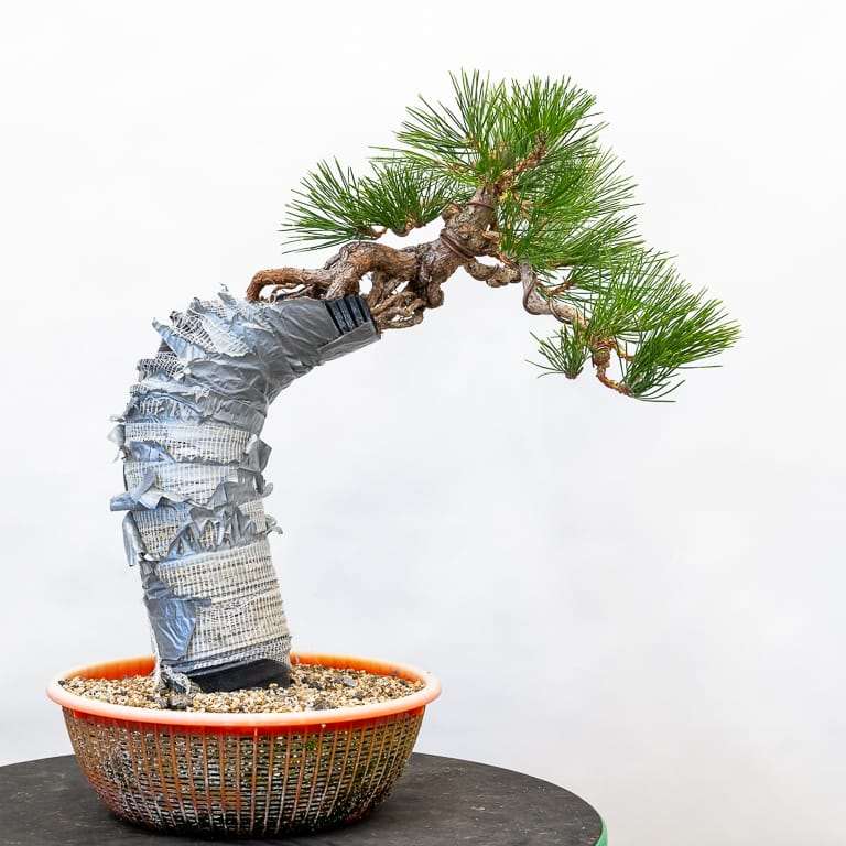 图片 露根黑松盆景枝条怎么修剪的11个步骤