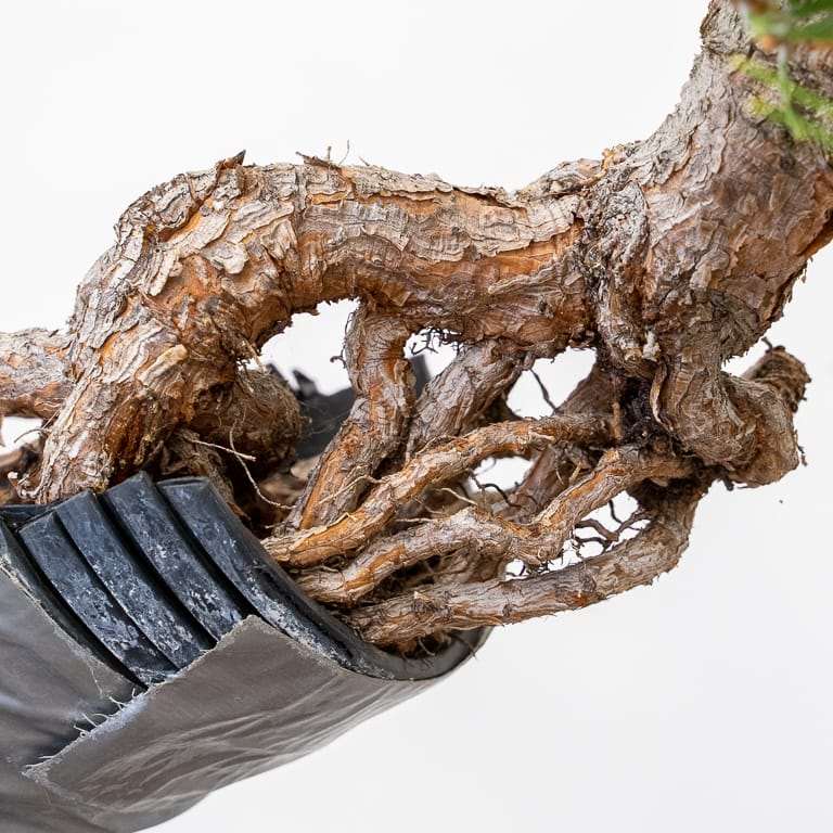 图片 露根黑松盆景枝条怎么修剪的11个步骤