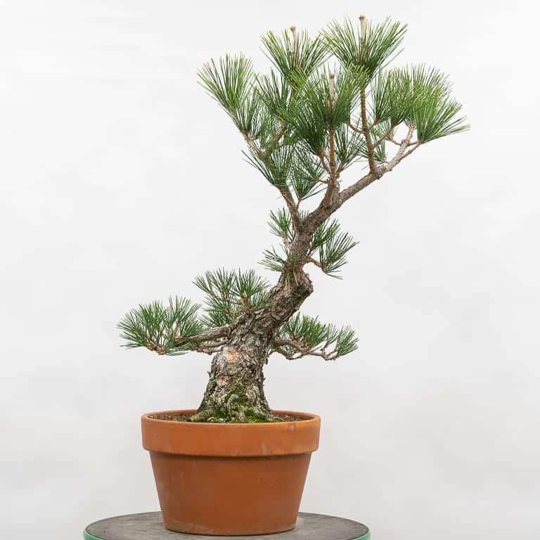 日本黑松盆景 前后修剪 对比图片