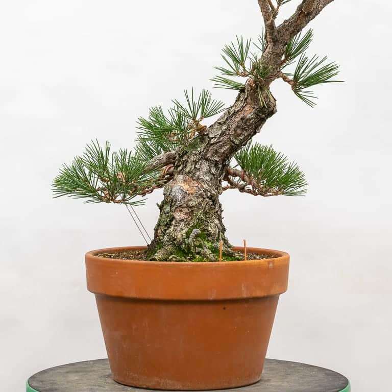 日本黑松盆景 前后修剪 对比图片