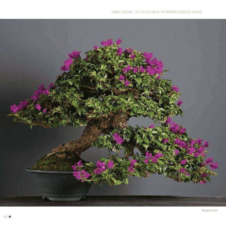 盆景新书《bonsai penjing》出版 图片