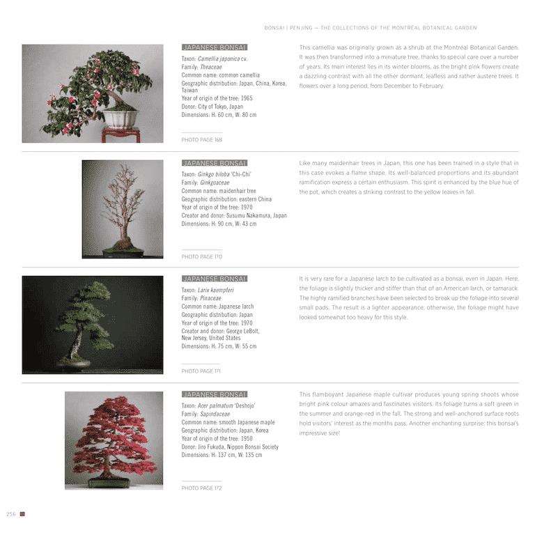 盆景新书《bonsai penjing》出版 图片