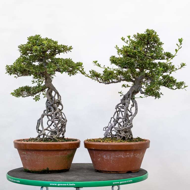 小月杜鹃花盆景的枝条修剪