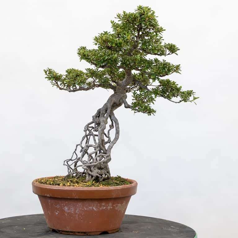 小月杜鹃花盆景的枝条修剪