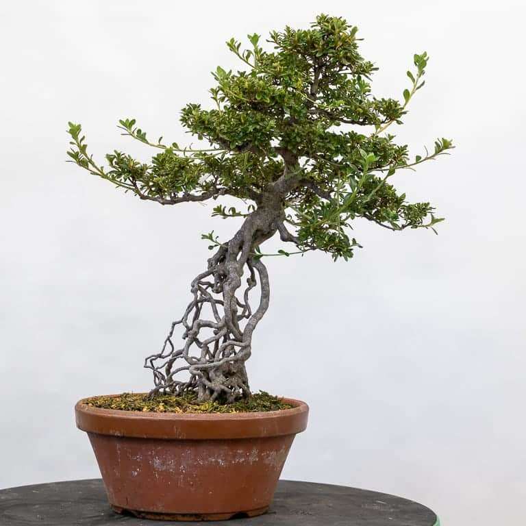 小月杜鹃花盆景的枝条修剪