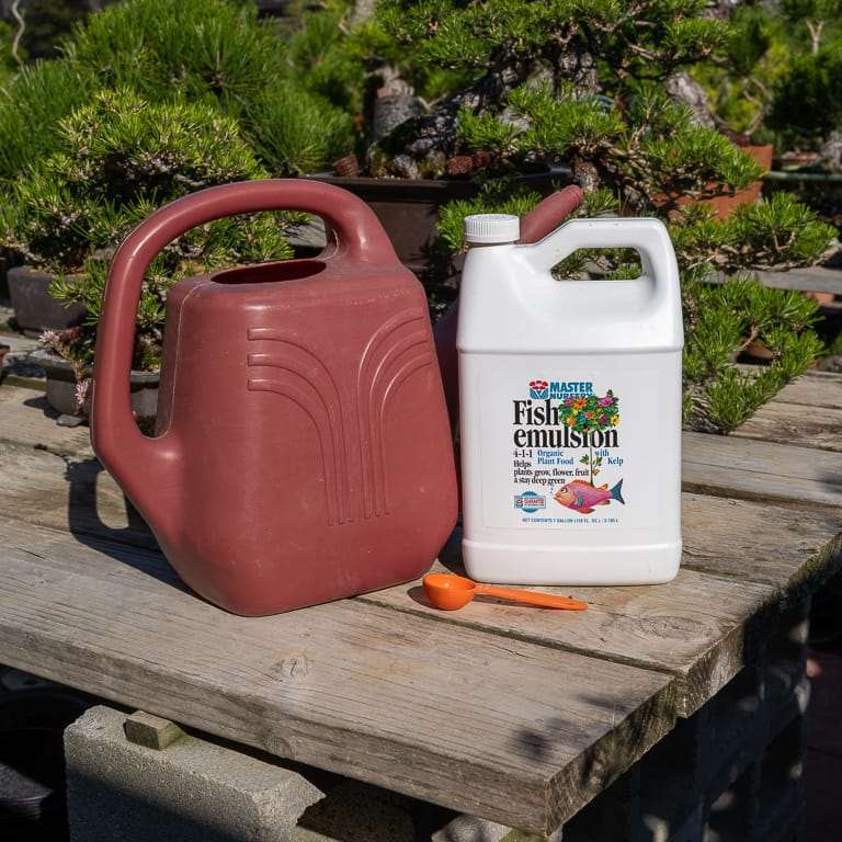 盆景怎么施用液体肥料的4个技巧 图片