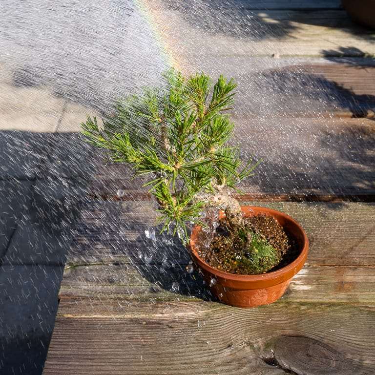 盆景怎么施用液体肥料的4个技巧 图片