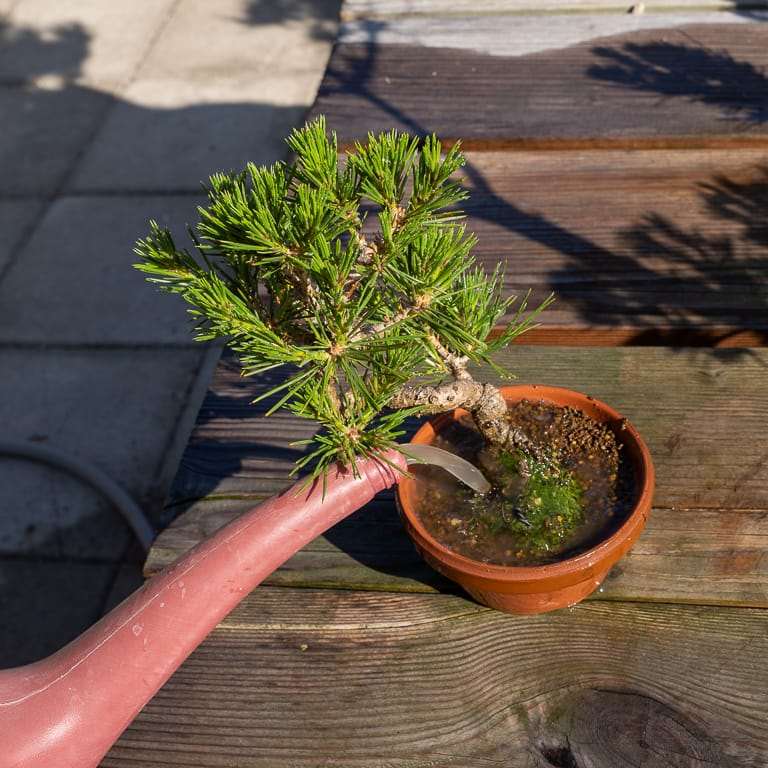 盆景怎么施用液体肥料的4个技巧 图片