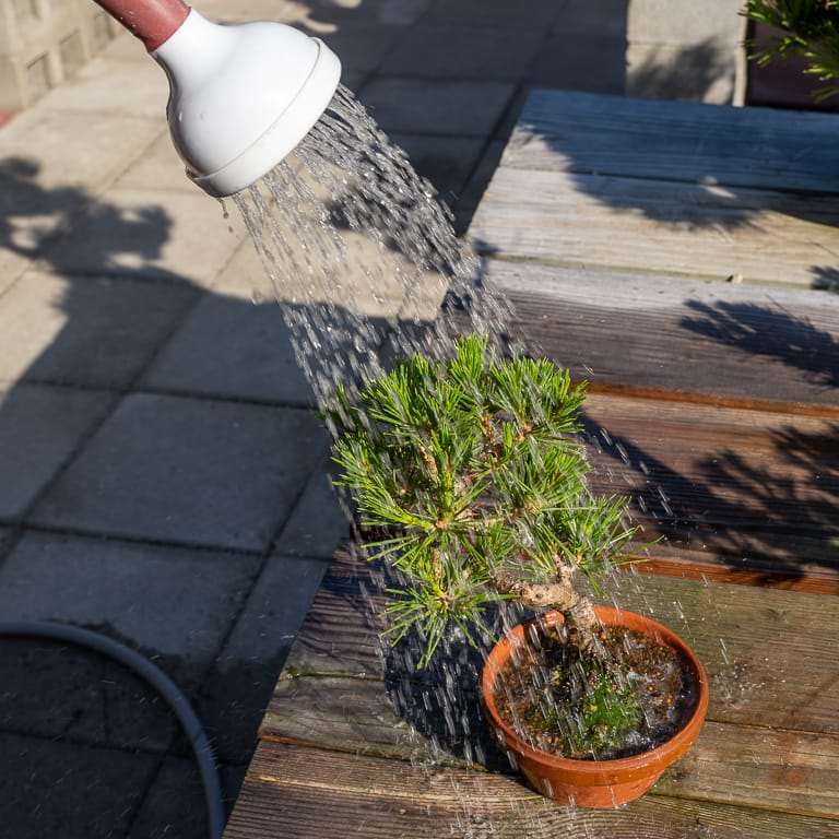 盆景怎么施用液体肥料的4个技巧 图片