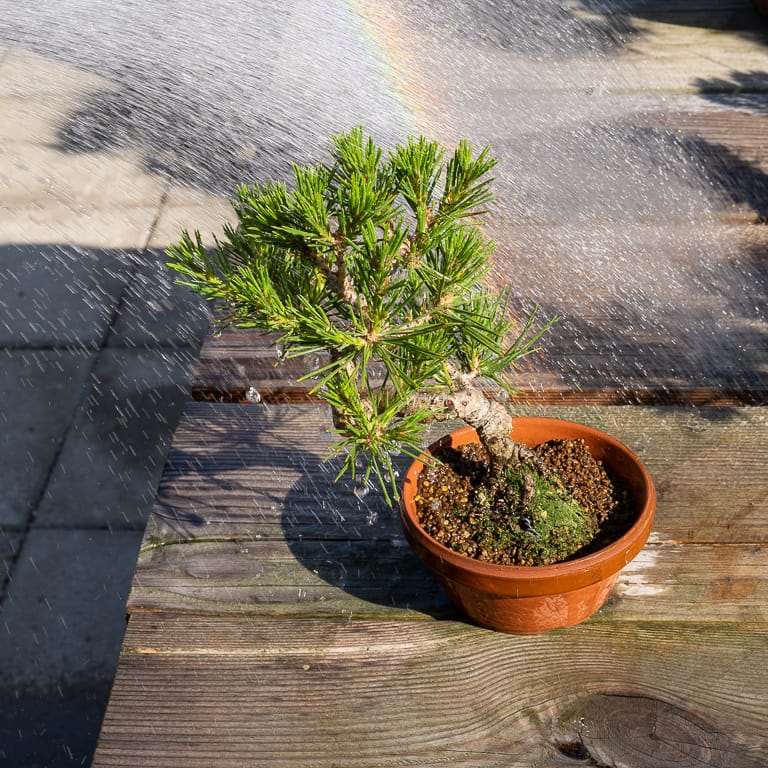 盆景怎么施用液体肥料的4个技巧 图片