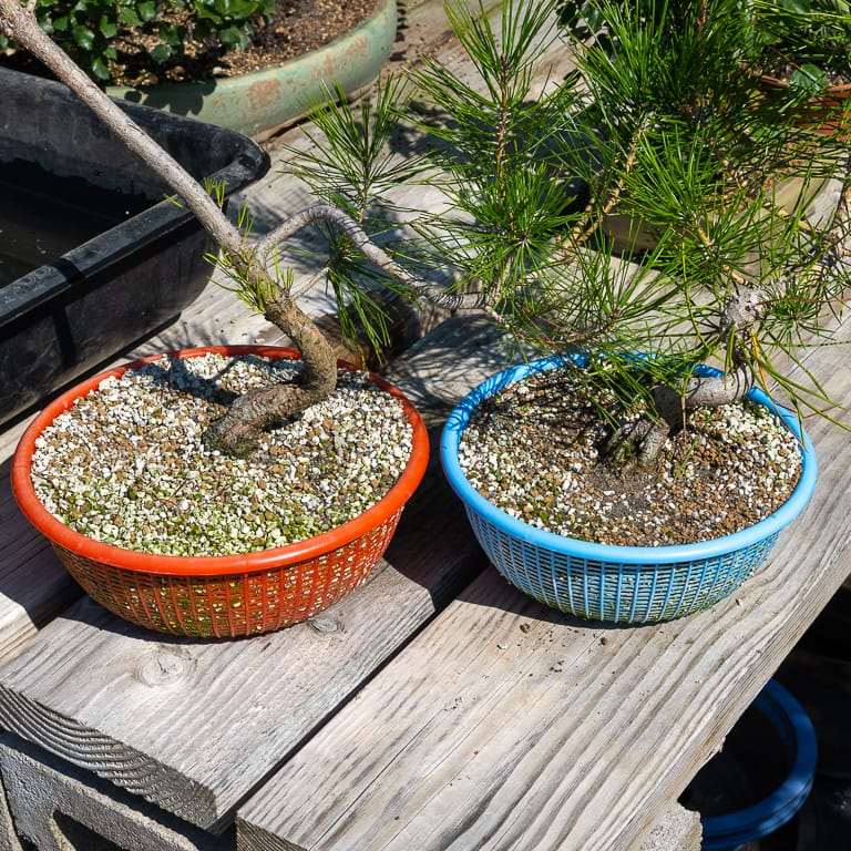 夏季松树盆景怎么浇水的4个步骤 图片