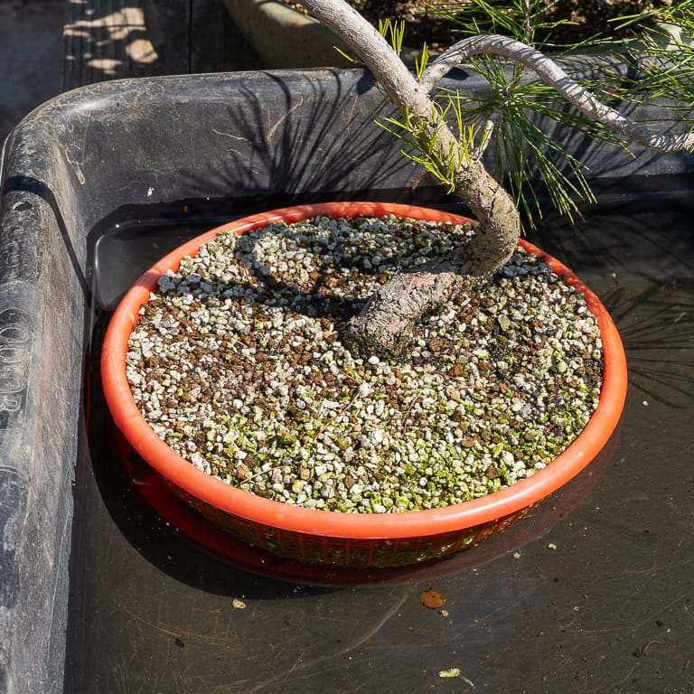 夏季松树盆景怎么浇水的4个步骤 图片