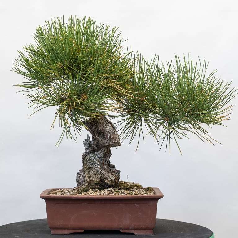 图解 黄松盆景怎么修剪的10个步骤