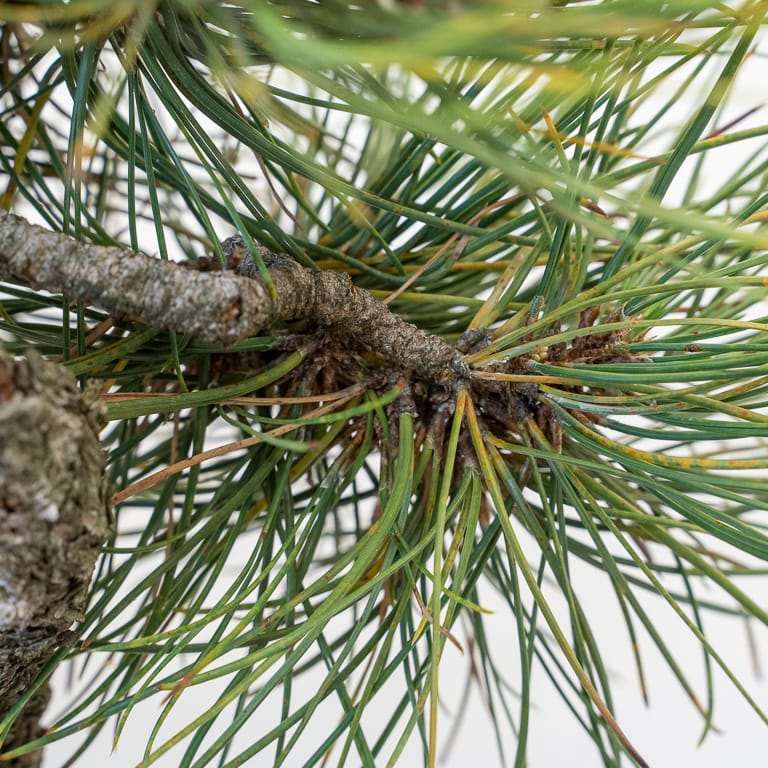 图解 黄松盆景怎么修剪的10个步骤