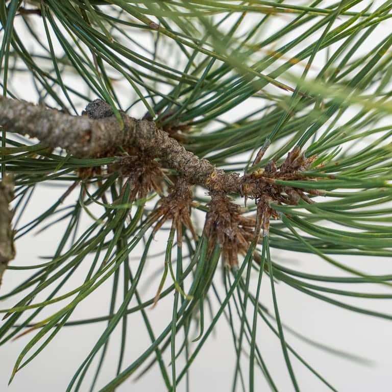 图解 黄松盆景怎么修剪的10个步骤