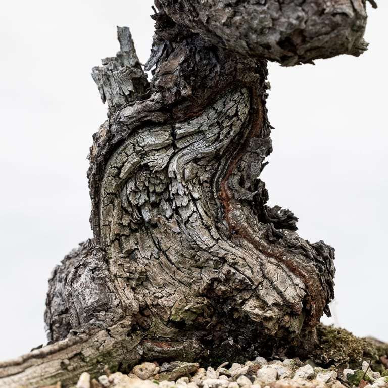 图解 黄松盆景怎么修剪的10个步骤