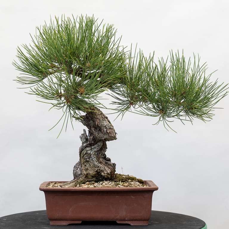 图解 黄松盆景怎么修剪的10个步骤