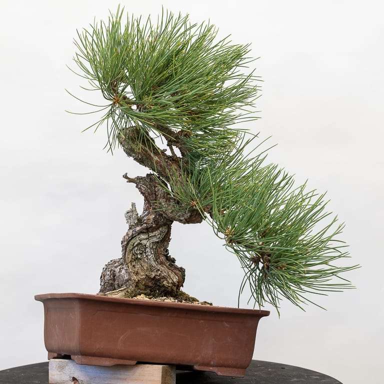 图解 黄松盆景怎么修剪的10个步骤